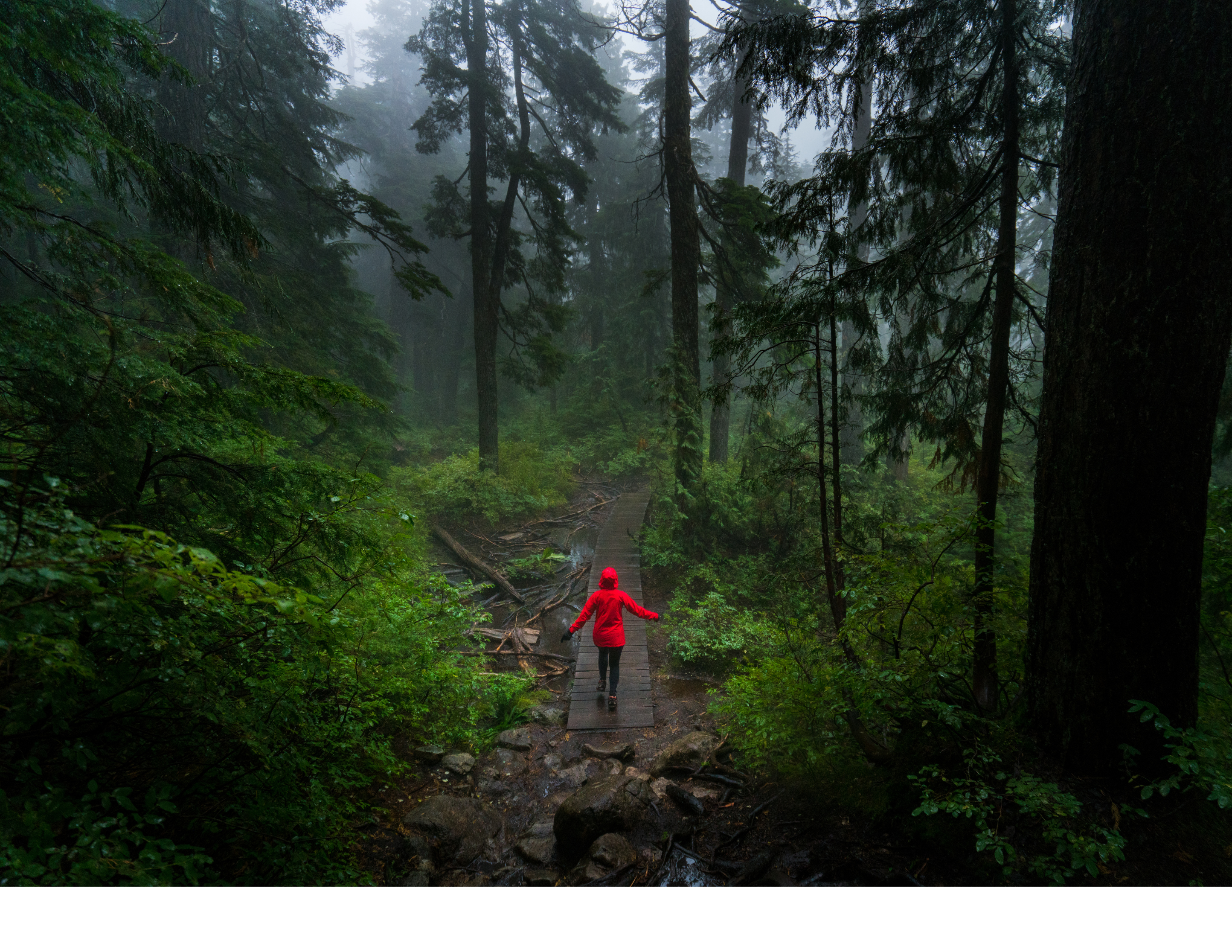 Author walking in the woods